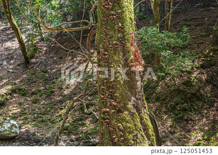 春日山原始林　古木に生えるキノコ　奈良市 125051453