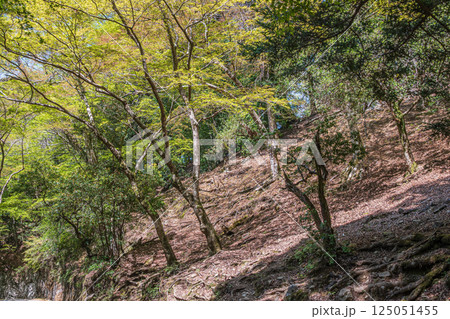 春日山原始林　奈良市 125051455