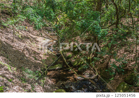 春日山原始林 奈良市 春日山原始林 奈良市 125051456