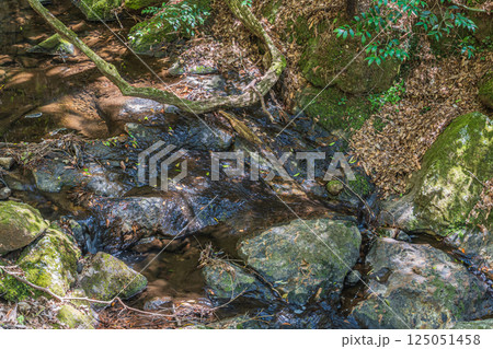 春日山原始林の中の渓流 奈良市 春日山原始林の中の渓流 奈良市 125051458