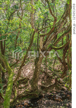 春日山原始林 奈良市 春日山原始林 奈良市 125051459