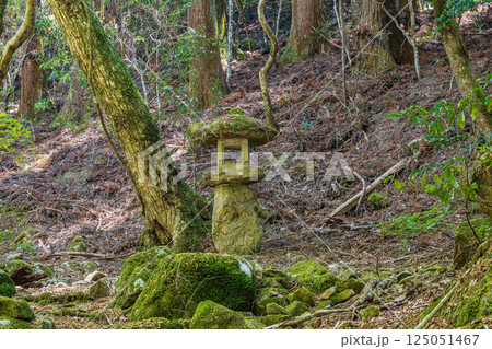 春日山原始林　奈良市 125051467