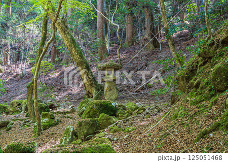 春日山原始林の中の渓流 奈良市 春日山原始林の中の渓流 奈良市 125051468