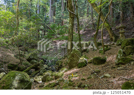 春日山原始林の中の渓流 奈良市 春日山原始林の中の渓流 奈良市 125051470