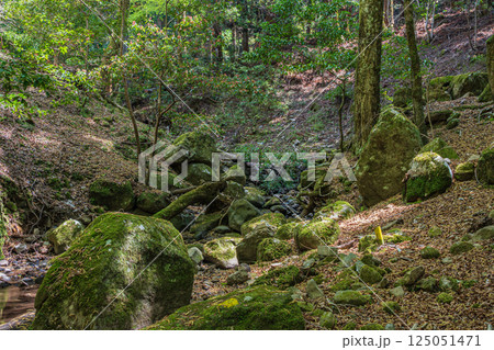 春日山原始林の中の渓流　奈良市 125051471