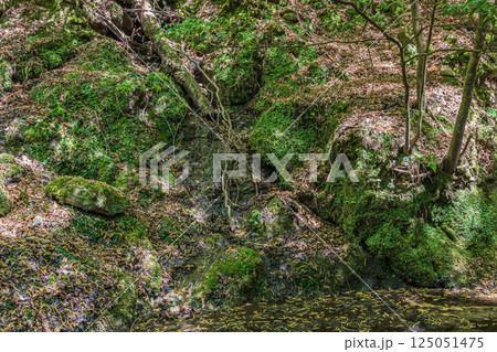 春日山原始林の中の渓流　奈良市 125051475