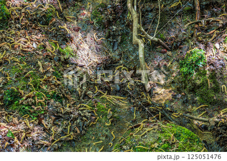 春日山原始林の中の渓流　奈良市 125051476