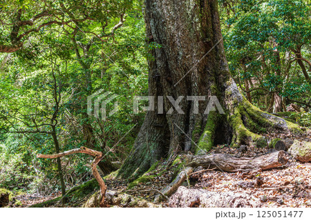 春日山原始林の大木　奈良市 125051477