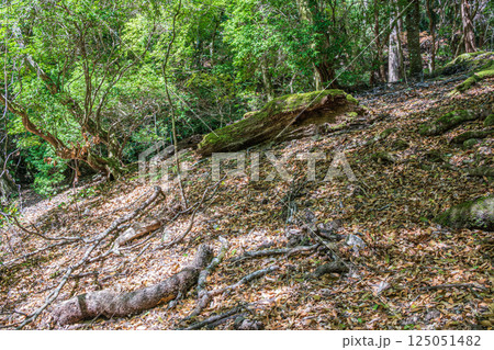 春日山原始林　奈良市 125051482