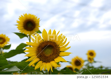 なかひまわりフェスティバル 2017-8月 #6 なかひまわりフェスティバル 2017-8月 #6 125051534