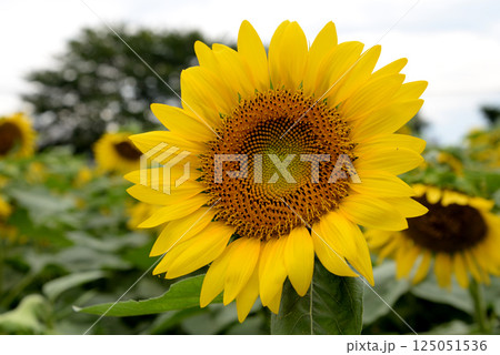 なかひまわりフェスティバル　2017-8月　＃8 125051536