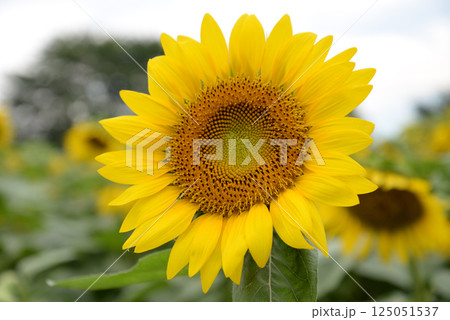 なかひまわりフェスティバル 2017-8月 #9 なかひまわりフェスティバル 2017-8月 #9 125051537