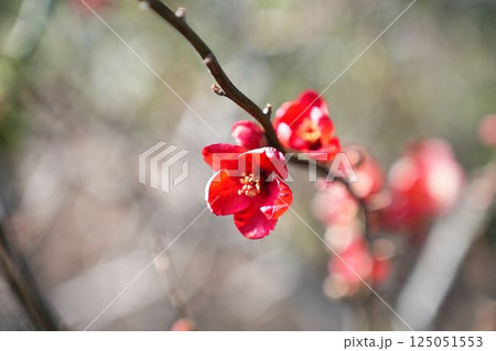 ボケの花の彩り	 125051553