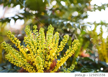 春を彩るヒイラギナンテンの花 春を彩るヒイラギナンテンの花 125051556
