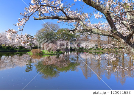 【佐賀県】晴天の小城公園の満開の桜 125051688