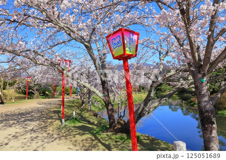 【佐賀県】晴天の小城公園の満開の桜 125051689