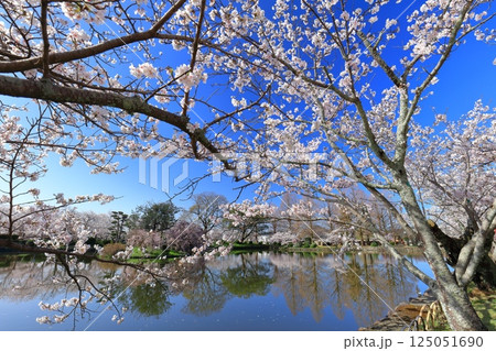 【佐賀県】晴天の小城公園の満開の桜 125051690