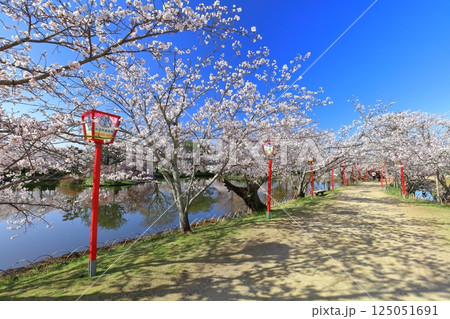 【佐賀県】晴天の小城公園の満開の桜 125051691