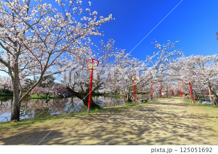 【佐賀県】晴天の小城公園の満開の桜 125051692