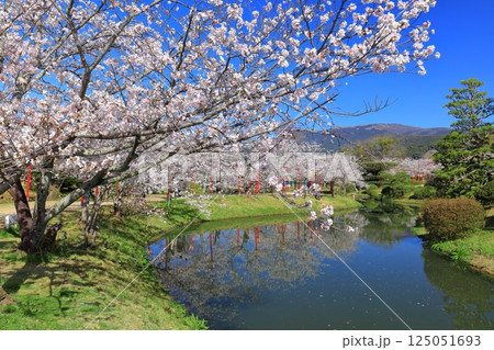 【佐賀県】晴天の小城公園の満開の桜 125051693