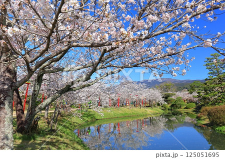 【佐賀県】晴天の小城公園の満開の桜 125051695