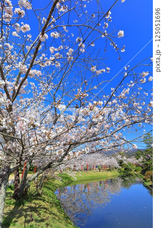 【佐賀県】晴天の小城公園の満開の桜 125051696