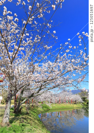 【佐賀県】晴天の小城公園の満開の桜 125051697