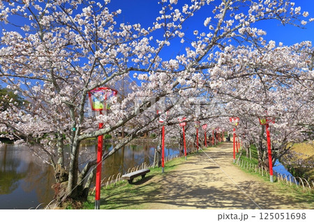 【佐賀県】晴天の小城公園の満開の桜 125051698