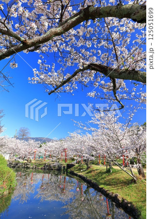 【佐賀県】晴天の小城公園の満開の桜 125051699