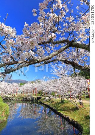 【佐賀県】晴天の小城公園の満開の桜 125051700