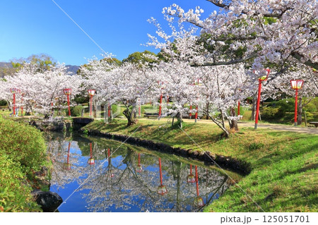 【佐賀県】晴天の小城公園の満開の桜 125051701