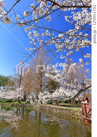 【佐賀県】晴天の小城公園の満開の桜 125051702