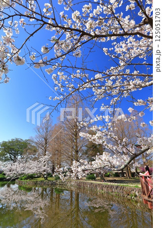 【佐賀県】晴天の小城公園の満開の桜 125051703