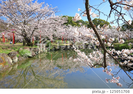 【佐賀県】晴天の小城公園の満開の桜 125051708