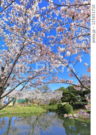 【佐賀県】晴天の小城公園の満開の桜 125051710