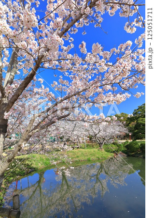 【佐賀県】晴天の小城公園の満開の桜 125051711