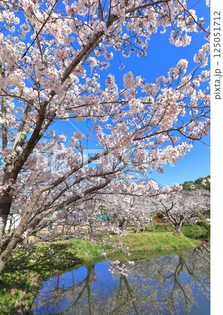 【佐賀県】晴天の小城公園の満開の桜 125051712