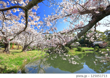 【佐賀県】晴天の小城公園の満開の桜 125051713