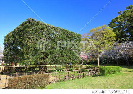 【佐賀県】晴天の小城公園の大角槙と満開の桜 125051715