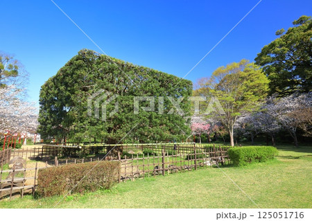【佐賀県】晴天の小城公園の大角槙と満開の桜 125051716