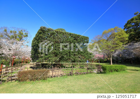 【佐賀県】晴天の小城公園の大角槙と満開の桜 125051717
