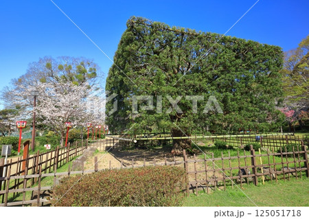 【佐賀県】晴天の小城公園の大角槙と満開の桜 125051718