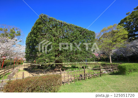【佐賀県】晴天の小城公園の大角槙と満開の桜 【佐賀県】晴天の小城公園の大角槙と満開の桜 125051720