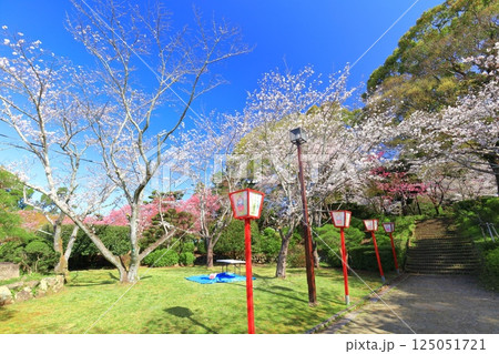 【佐賀県】晴天の小城公園の満開の桜 125051721