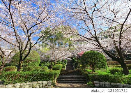 【佐賀県】晴天の小城公園の満開の桜 125051722