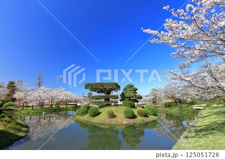 【佐賀県】晴天の小城公園の満開の桜 125051726