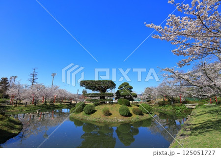 【佐賀県】晴天の小城公園の満開の桜 【佐賀県】晴天の小城公園の満開の桜 125051727