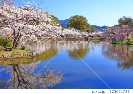 【佐賀県】晴天の小城公園の満開の桜 125051728