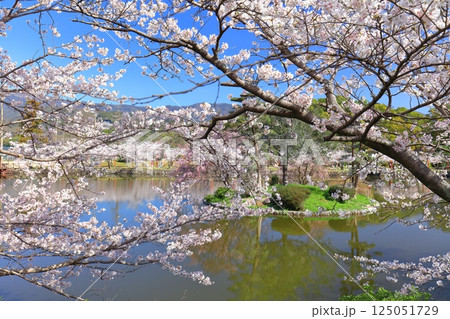 【佐賀県】晴天の小城公園の満開の桜 125051729
