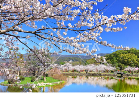 【佐賀県】晴天の小城公園の満開の桜 125051731